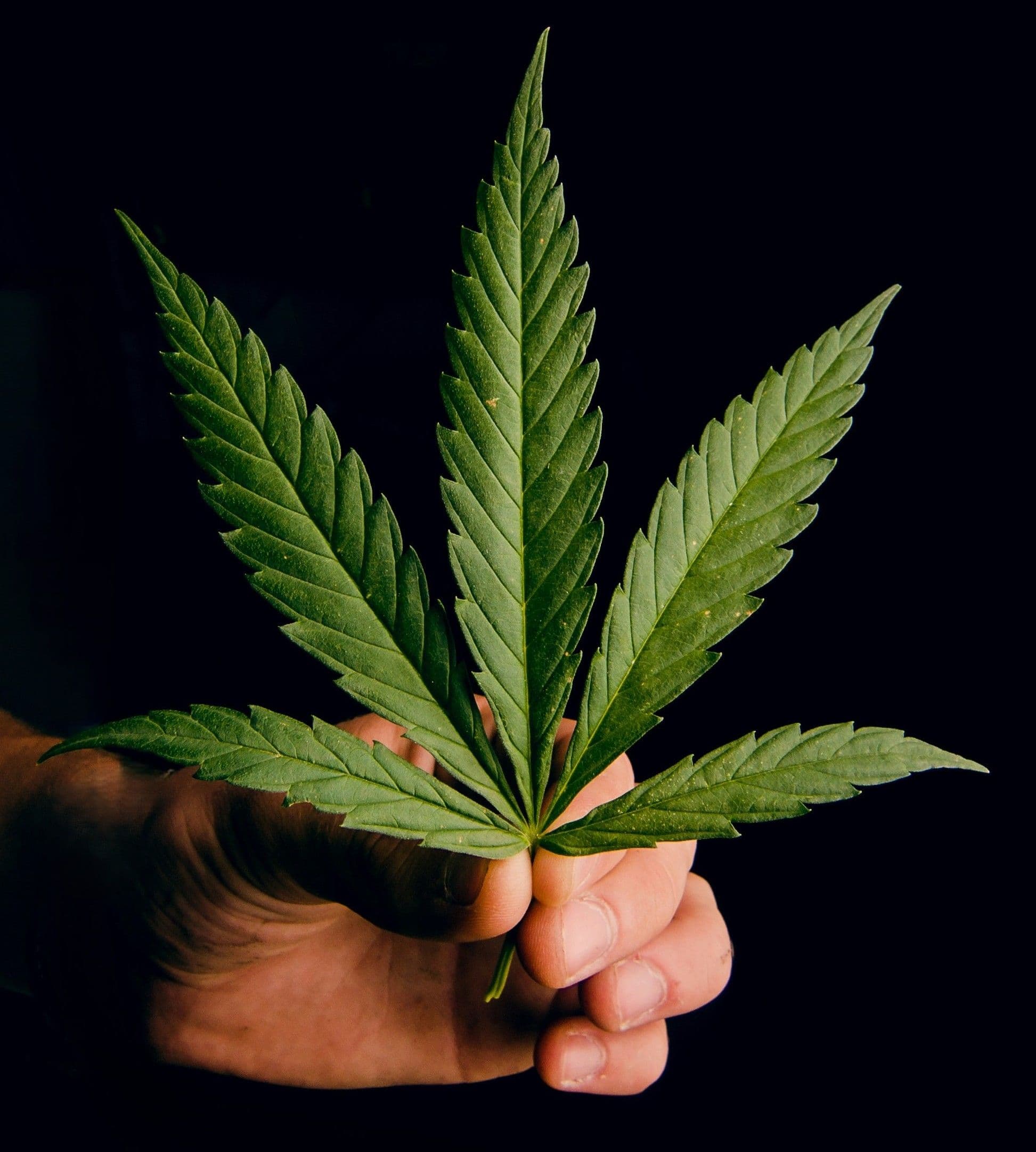 cannabis-nordost-abholbereit.png